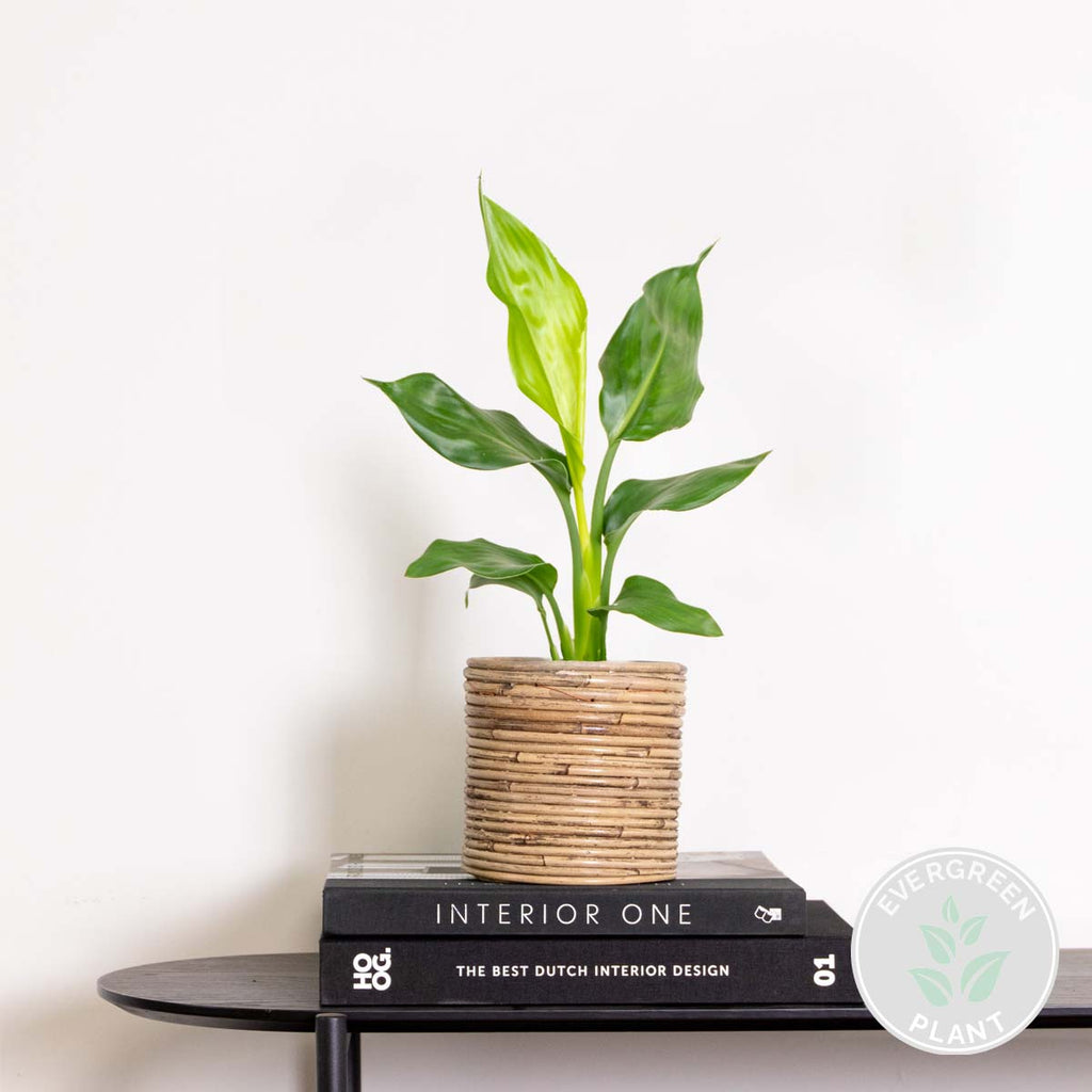 Strelitzia Reginae – Plante D'Intérieur
