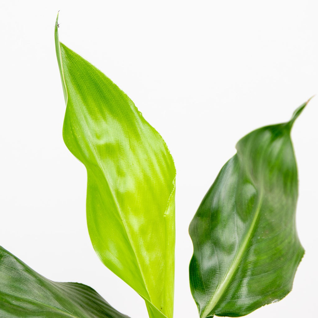 Strelitzia Reginae – Plante D'Intérieur
