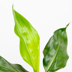 Strelitzia Reginae – Plante D'Intérieur