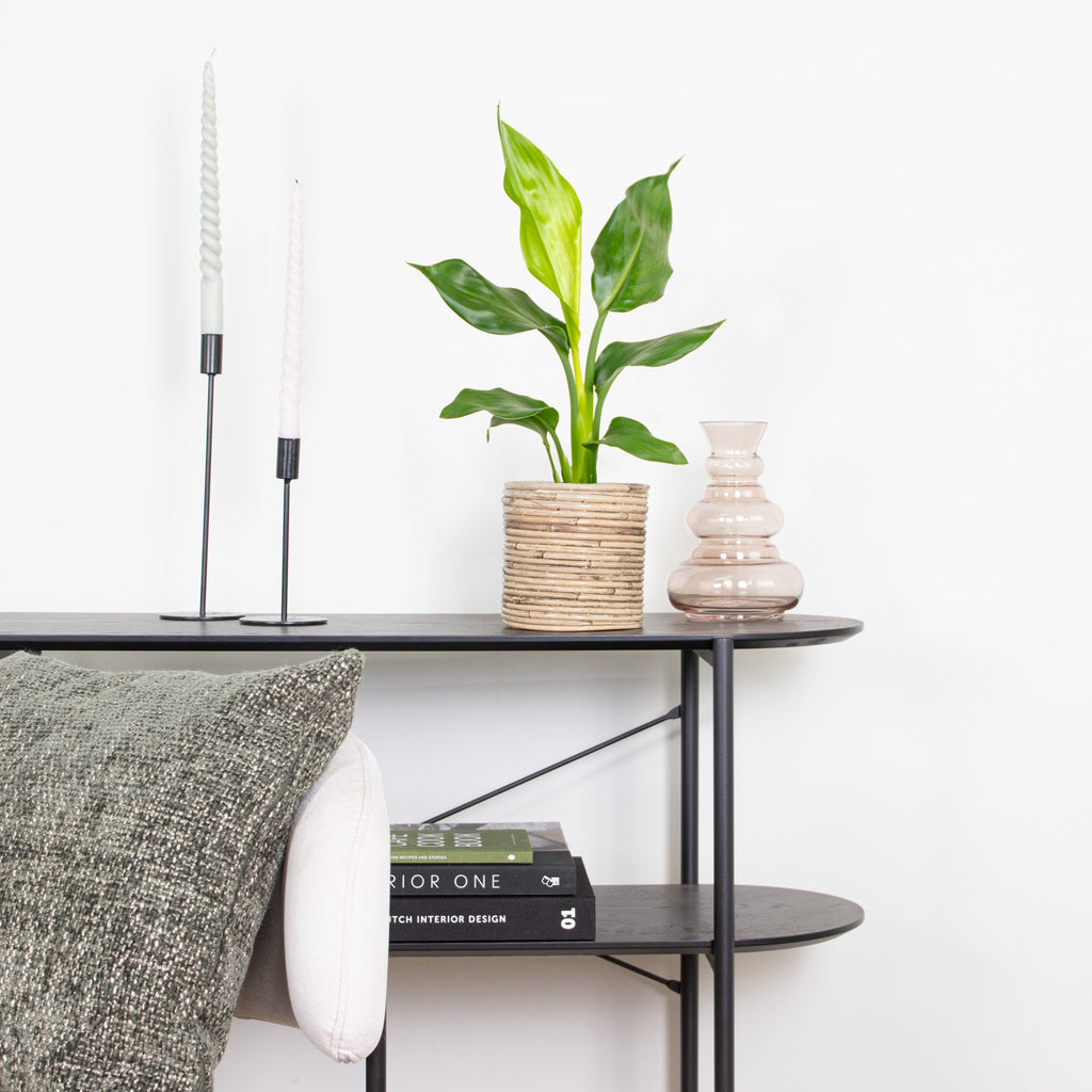 Strelitzia Reginae – Plante D'Intérieur