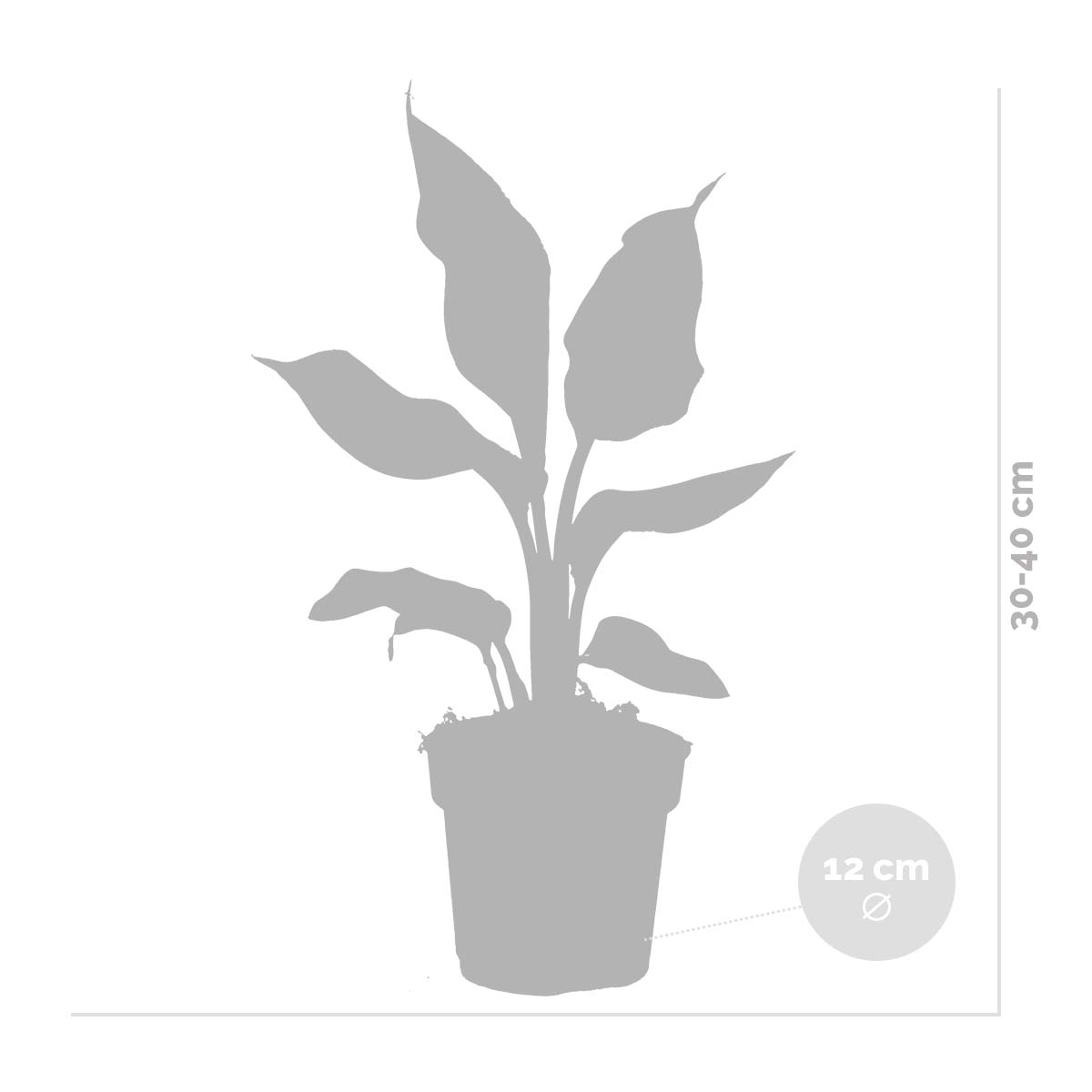 Strelitzia Reginae – Plante D'Intérieur