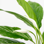 Espatifilo Torelli – Planta de interior
