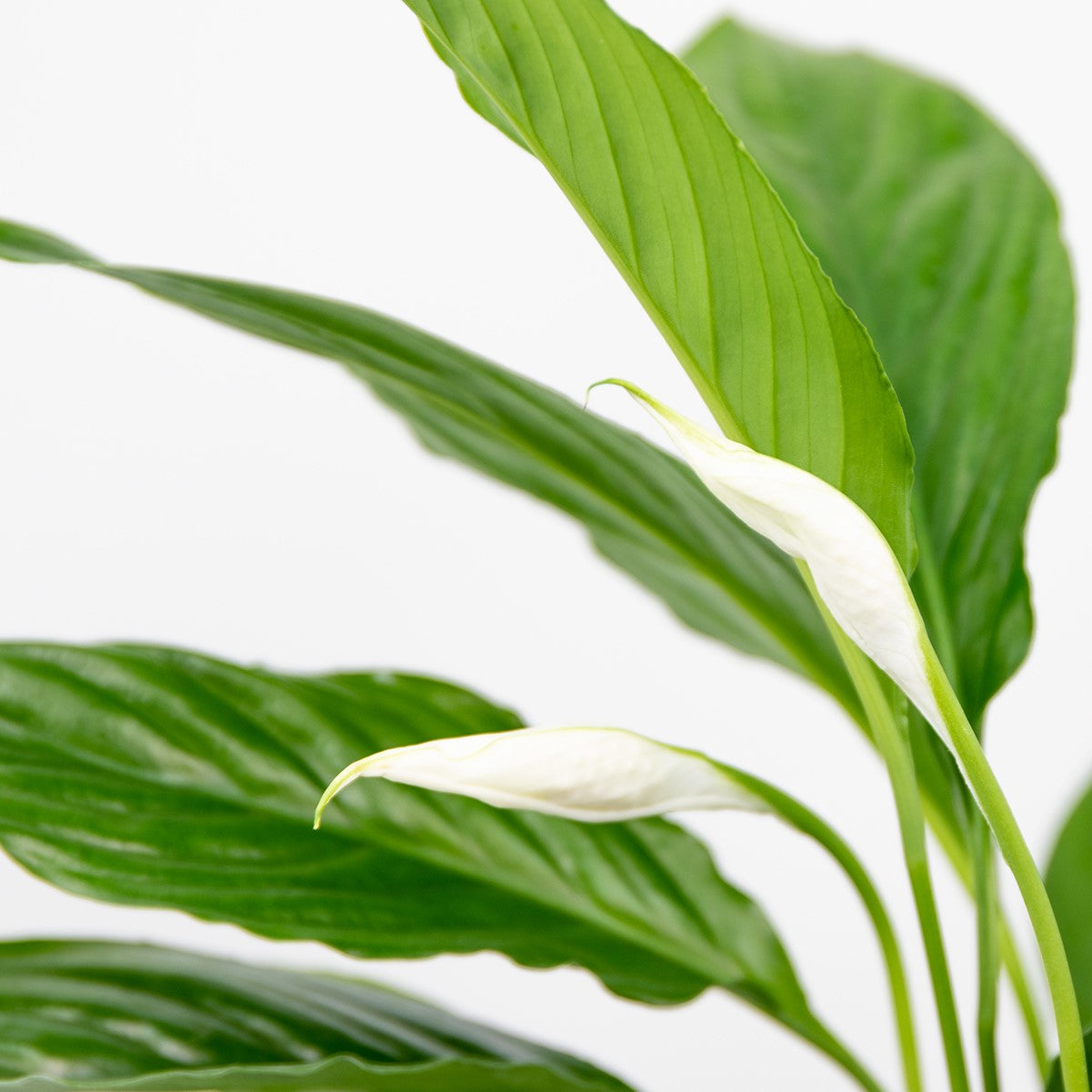 Espatifilo Torelli – Planta de interior