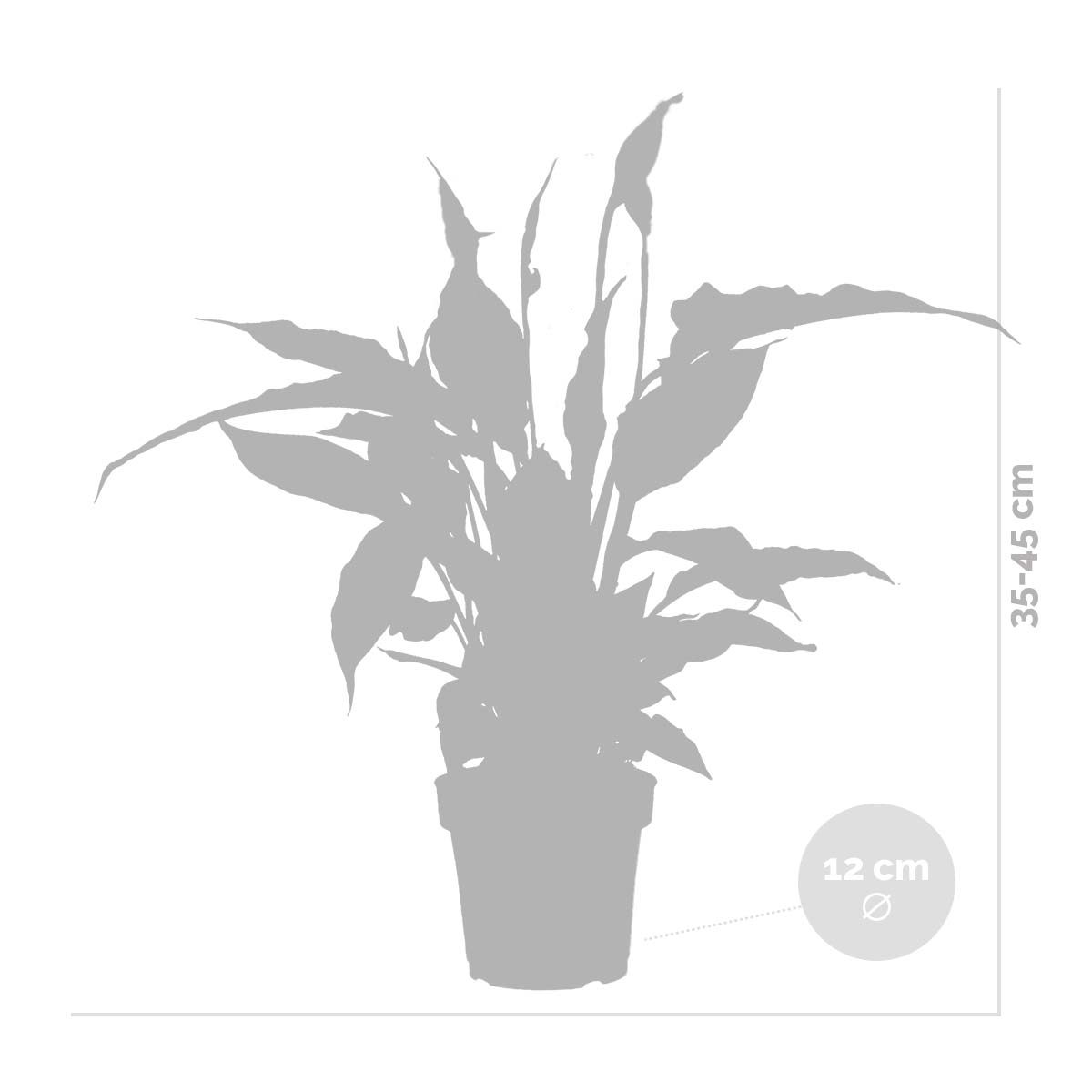 Espatifilo Torelli – Planta de interior