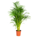 Areca Palm XL – Houseplant