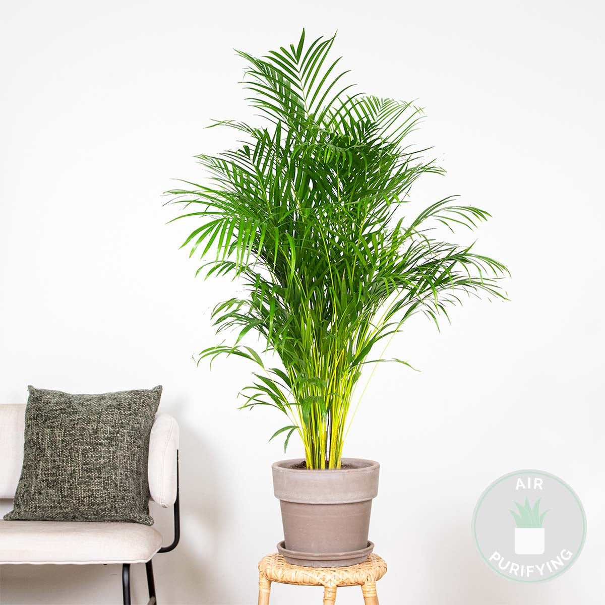 Areca Palm XL – Houseplant