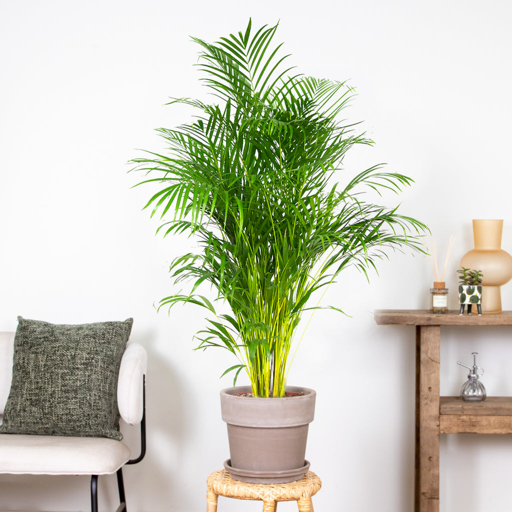 Areca Palm XL – Houseplant