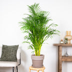 Areca Palm XL – Houseplant