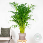 Palmier Areca – Plante D'Intérieur