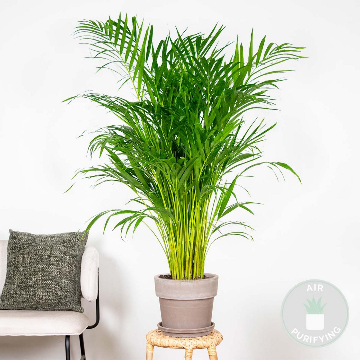 Palmier Areca – Plante D'Intérieur