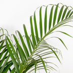 Palmier Areca – Plante D'Intérieur