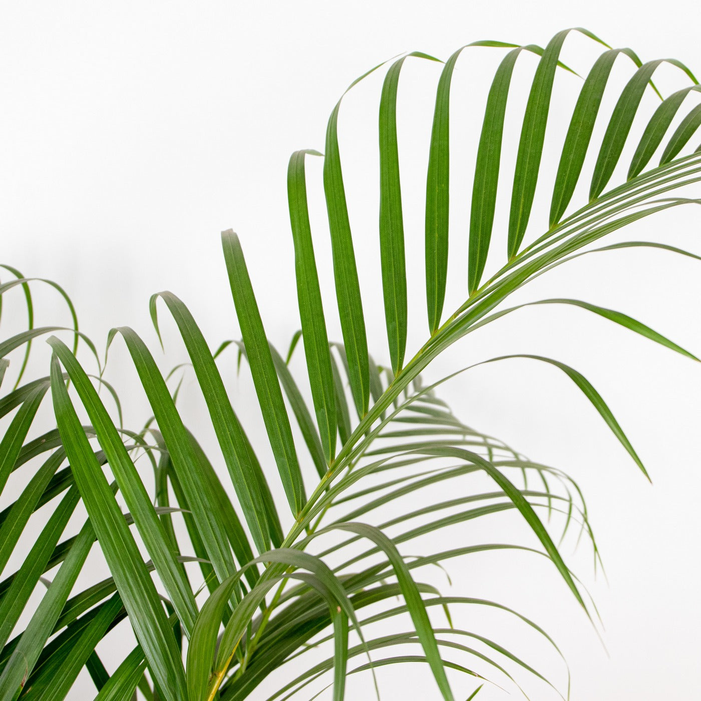 Palmier Areca – Plante D'Intérieur