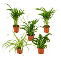 Mix of 5 Air-Purifying Plants – Indoor Plant