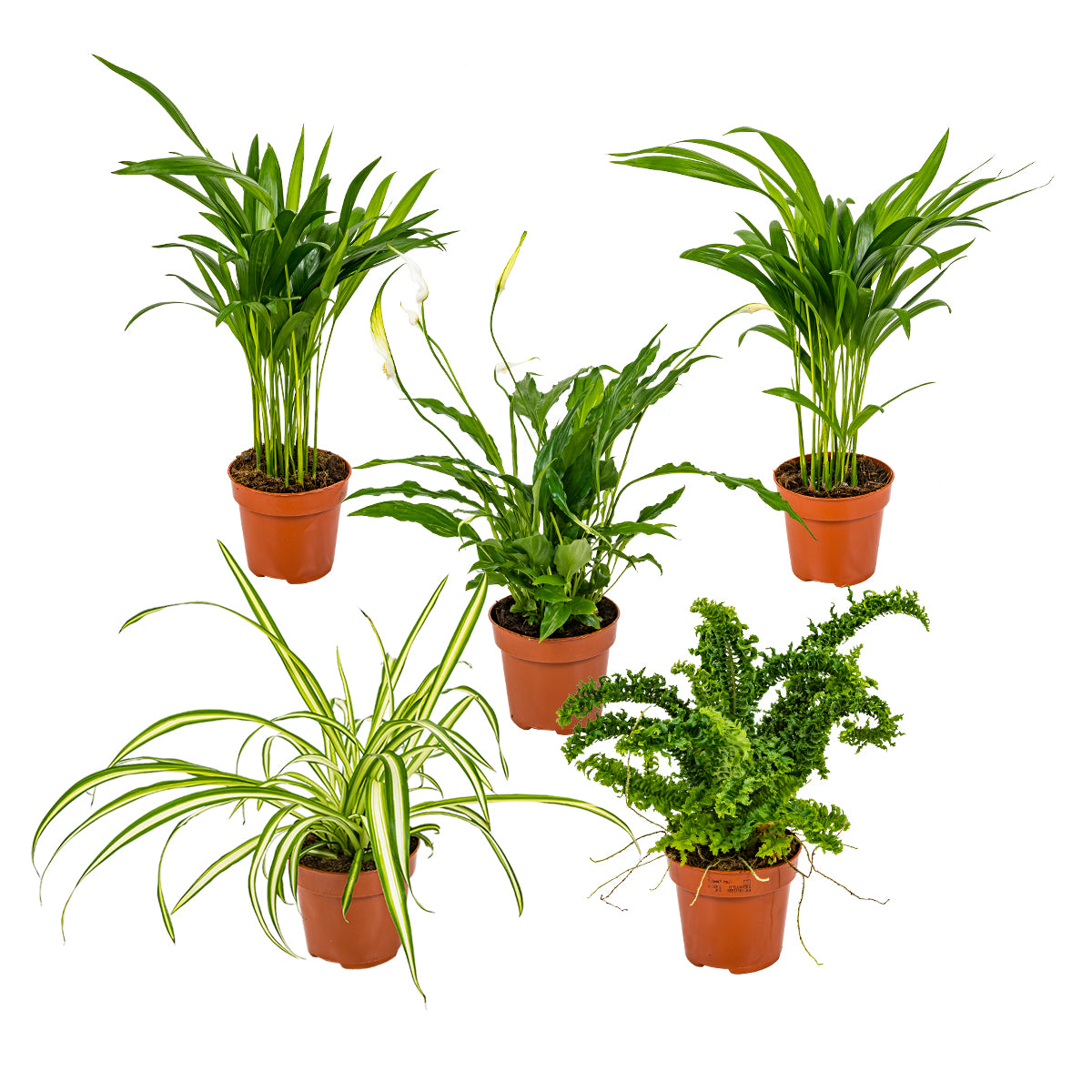 Mix of 5 Air-Purifying Plants – Indoor Plant