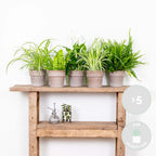 Mix of 5 Air-Purifying Plants – Indoor Plant