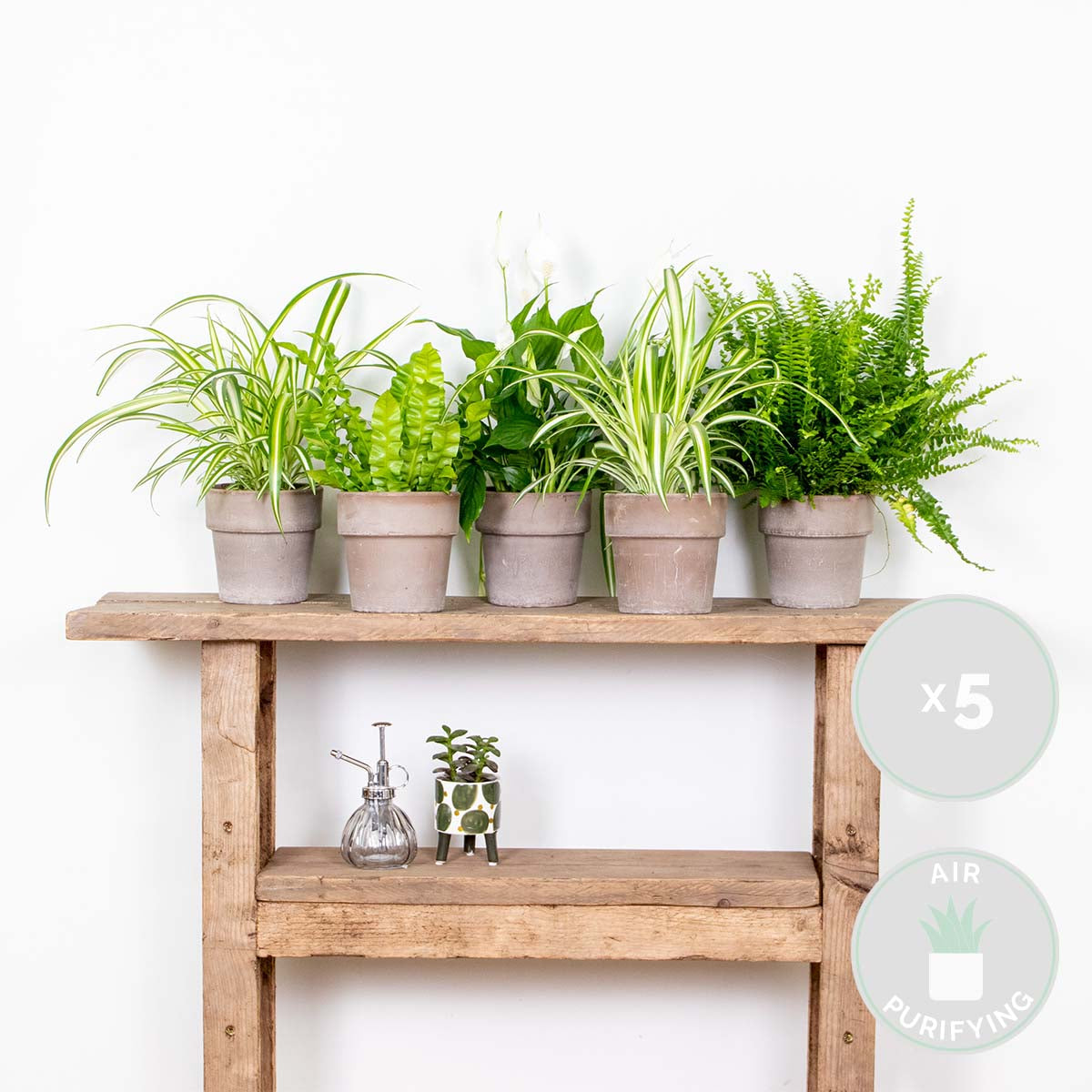 Mix of 5 Air-Purifying Plants – Indoor Plant