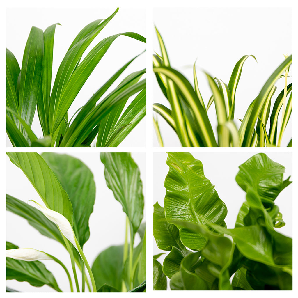 Mix of 5 Air-Purifying Plants – Indoor Plant