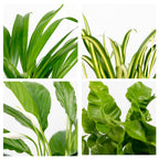 Mix of 5 Air-Purifying Plants – Indoor Plant