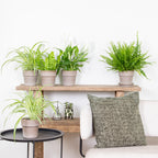 Mix of 5 Air-Purifying Plants – Indoor Plant
