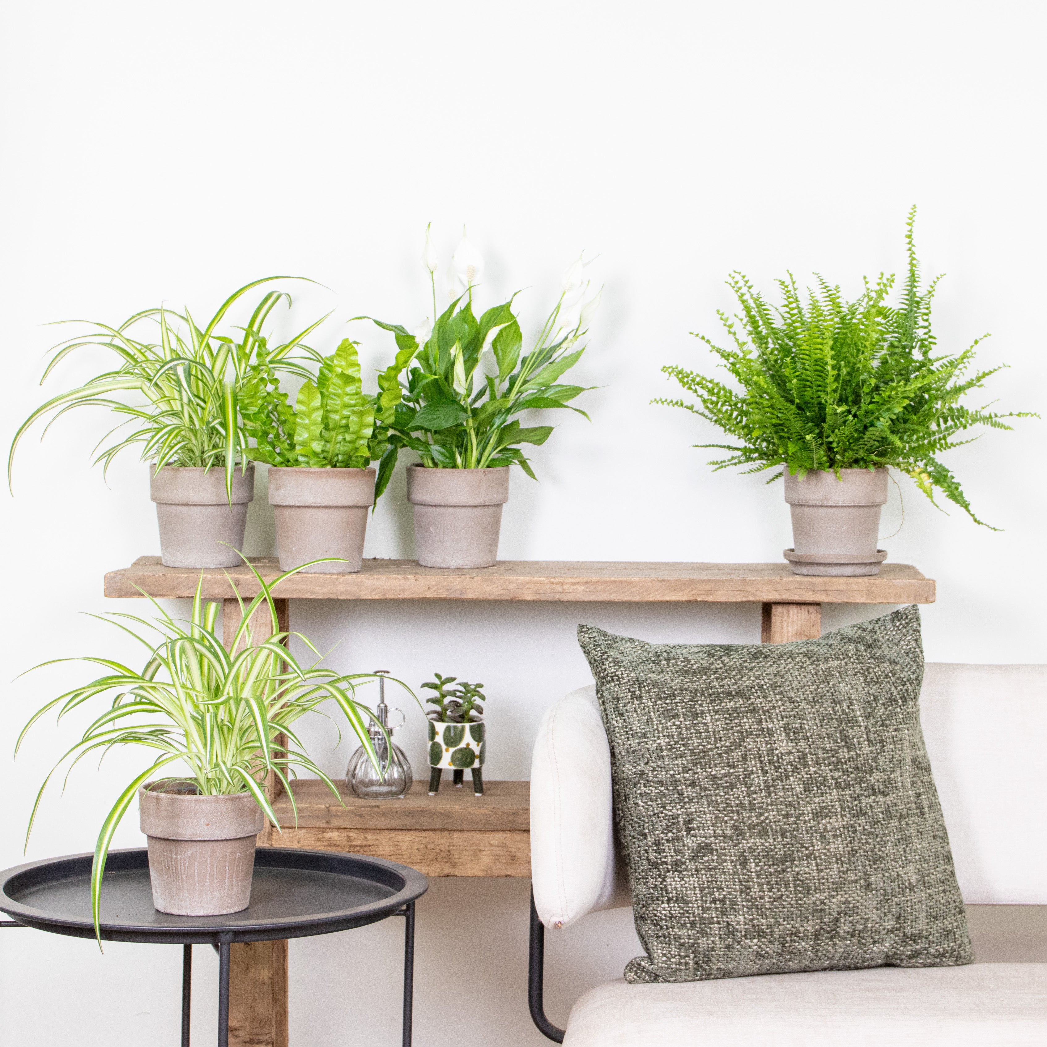 Mix of 5 Air-Purifying Plants – Indoor Plant