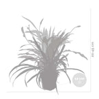 Mix of 5 Air-Purifying Plants – Indoor Plant