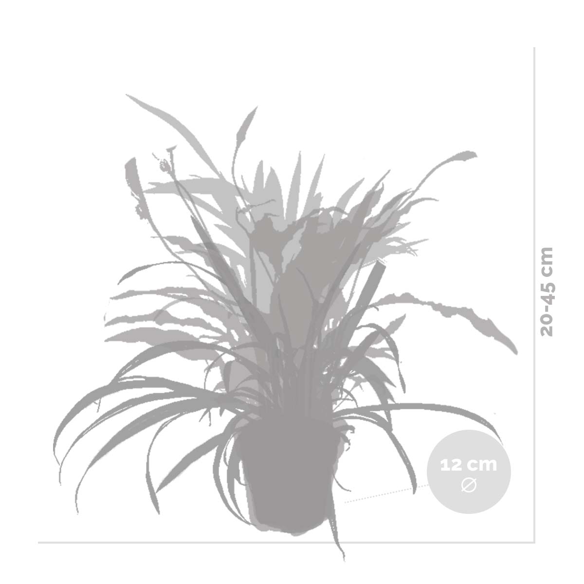 Mix of 5 Air-Purifying Plants – Indoor Plant