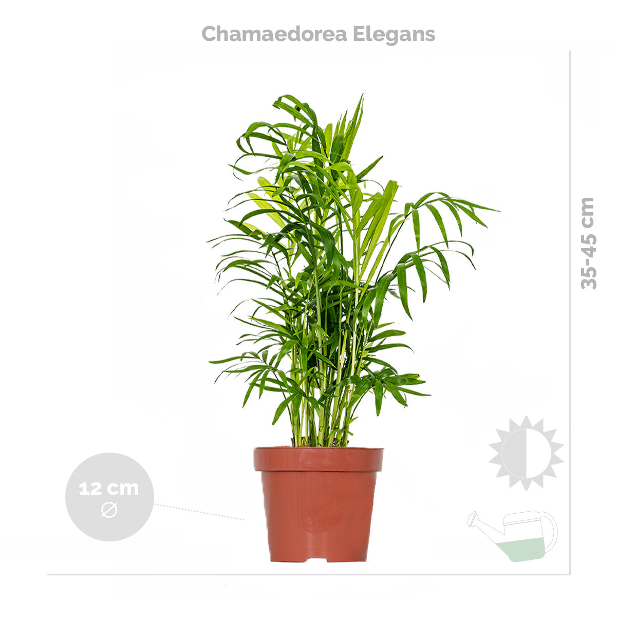 Mélange De 3 Plantes Tropicales – Plante D'Intérieur