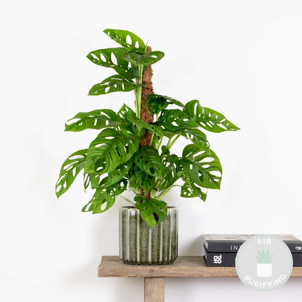 Monstera Monkey Leaf on Moss Pole – Houseplant