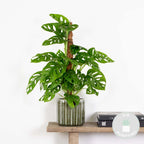 Monstera Monkey Leaf on Moss Pole – Houseplant