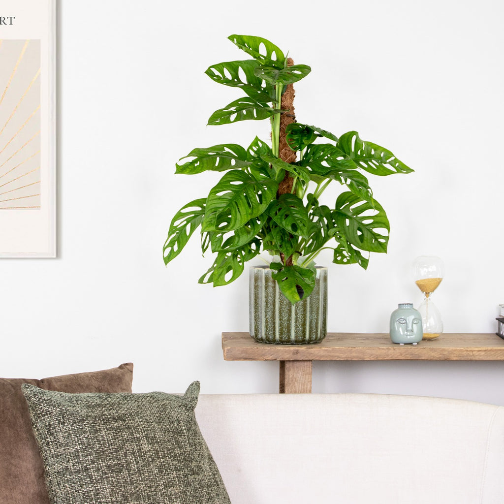 Monstera Monkey Leaf on Moss Pole – Houseplant