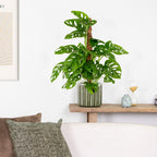 Monstera Monkey Leaf on Moss Pole – Houseplant