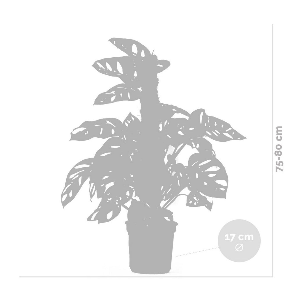 Monstera Monkey Leaf on Moss Pole – Houseplant