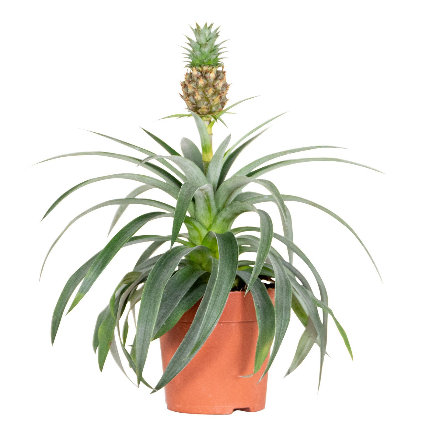Ananas Mi Amigo – Plante D'Intérieur