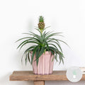 Ananas Mi Amigo – Plante D'Intérieur