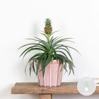 Ananas Mi Amigo – Plante D'Intérieur
