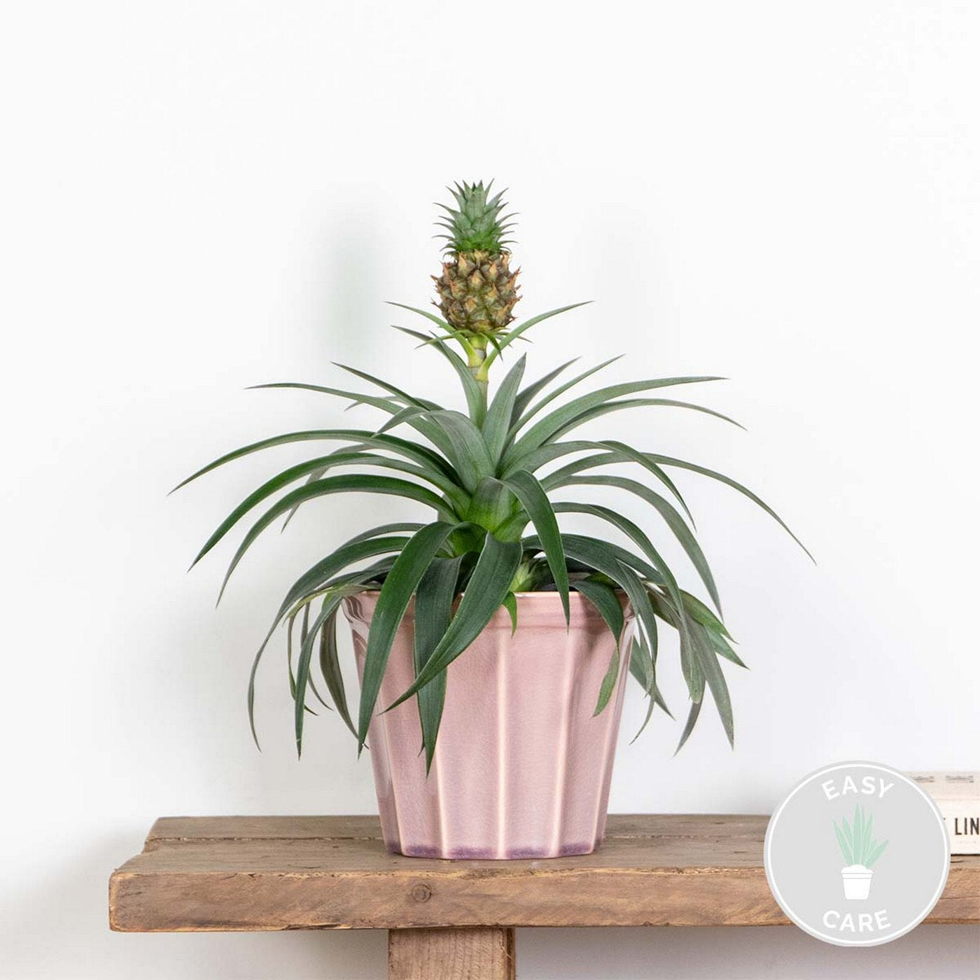 Ananas Mi Amigo – Plante D'Intérieur