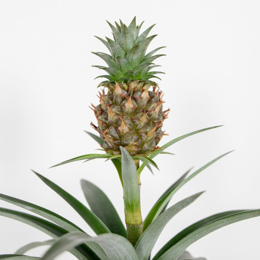 Ananas Mi Amigo – Plante D'Intérieur