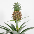 Ananas Mi Amigo – Plante D'Intérieur