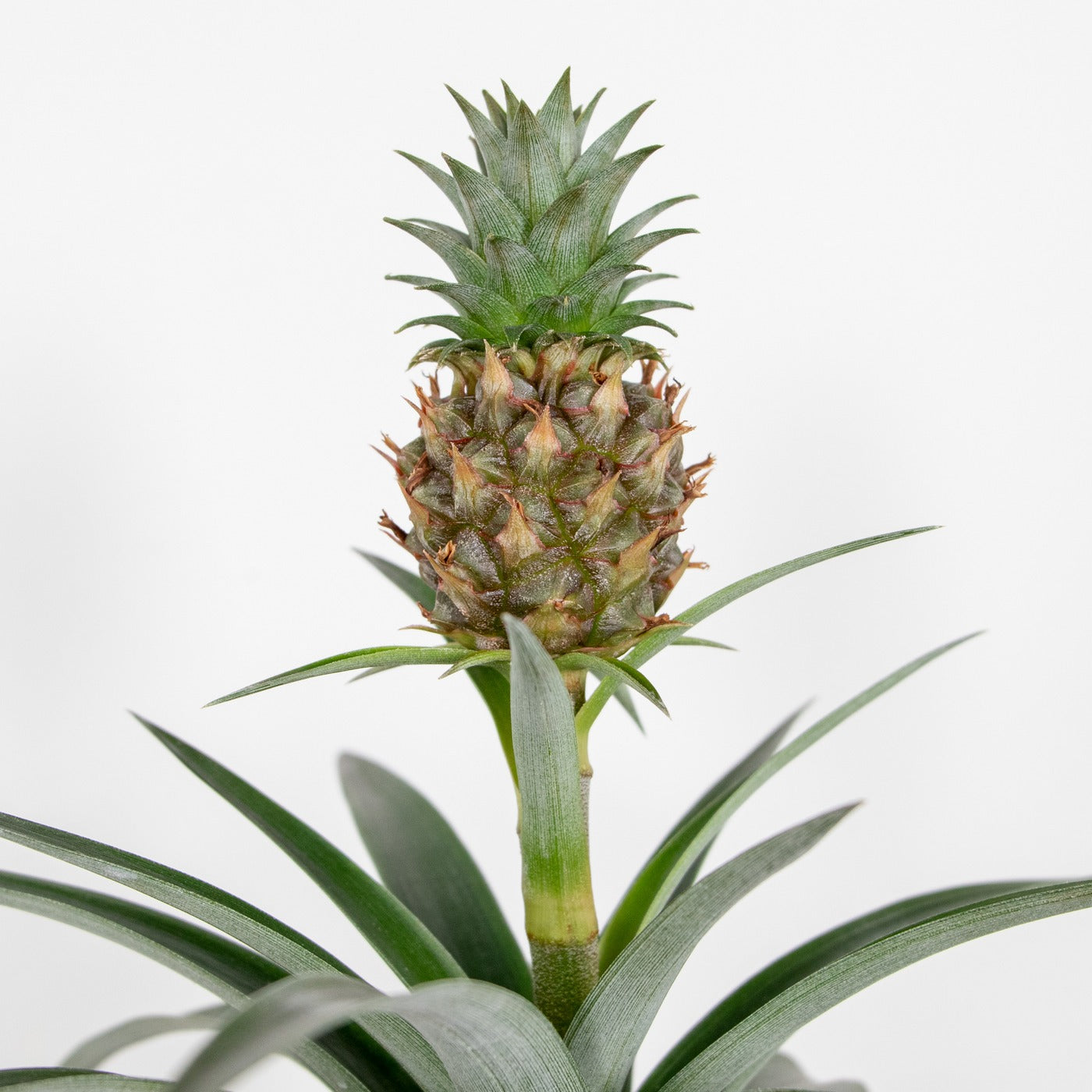 Ananas Mi Amigo – Plante D'Intérieur