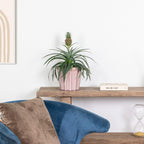 Ananas Mi Amigo – Plante D'Intérieur