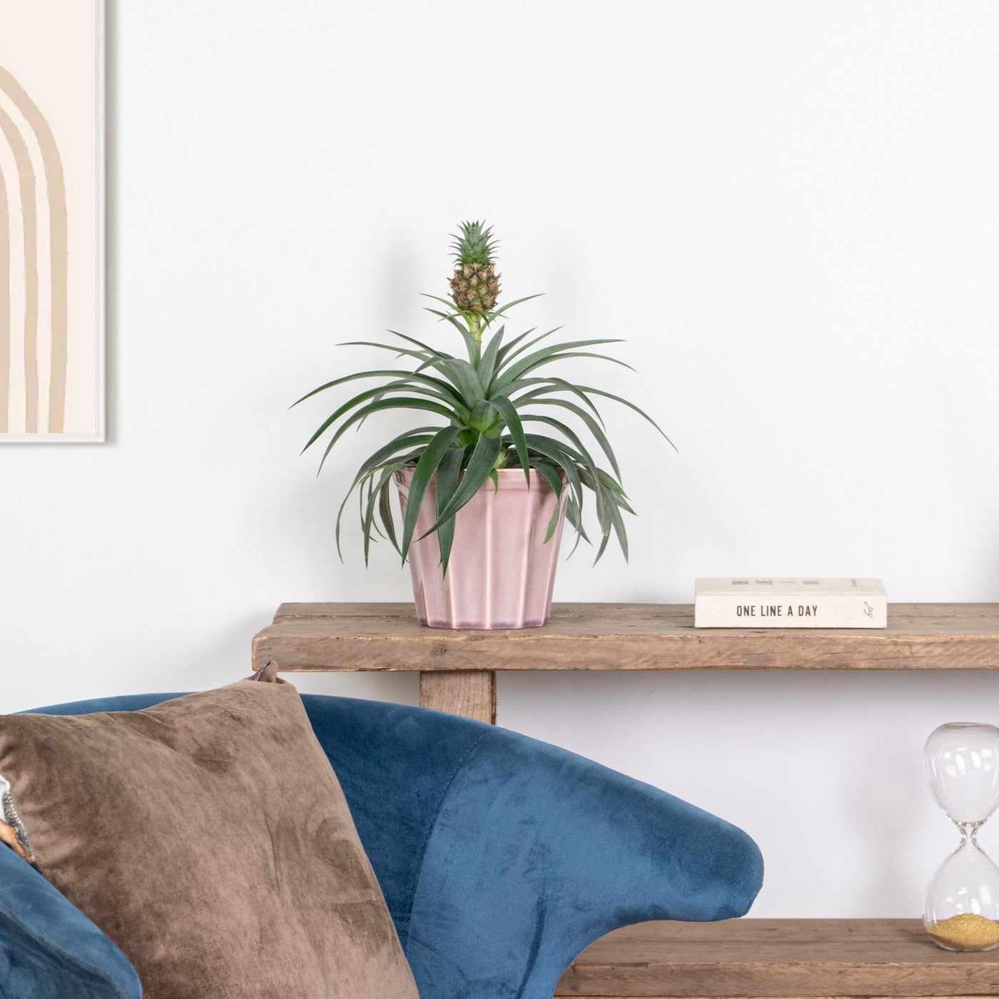 Ananas Mi Amigo – Plante D'Intérieur