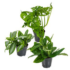 Mélange De 3 Plantes Botaniques – Plante D'Intérieur