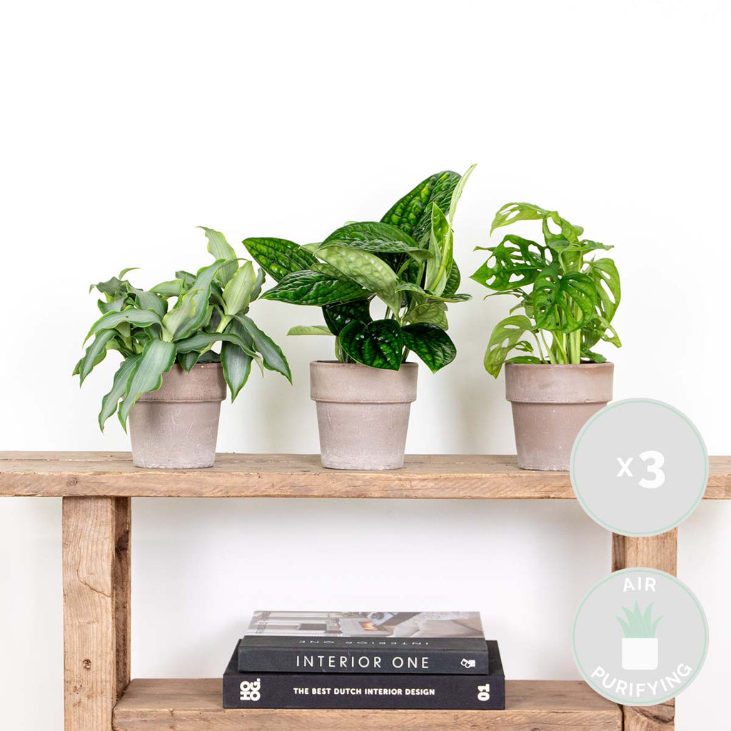 Mélange De 3 Plantes Botaniques – Plante D'Intérieur