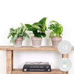 Mélange De 3 Plantes Botaniques – Plante D'Intérieur
