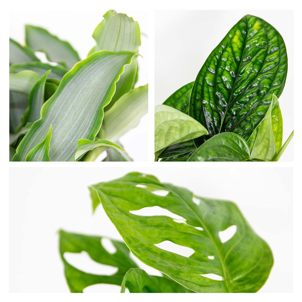 Mélange De 3 Plantes Botaniques – Plante D'Intérieur