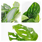 Mélange De 3 Plantes Botaniques – Plante D'Intérieur