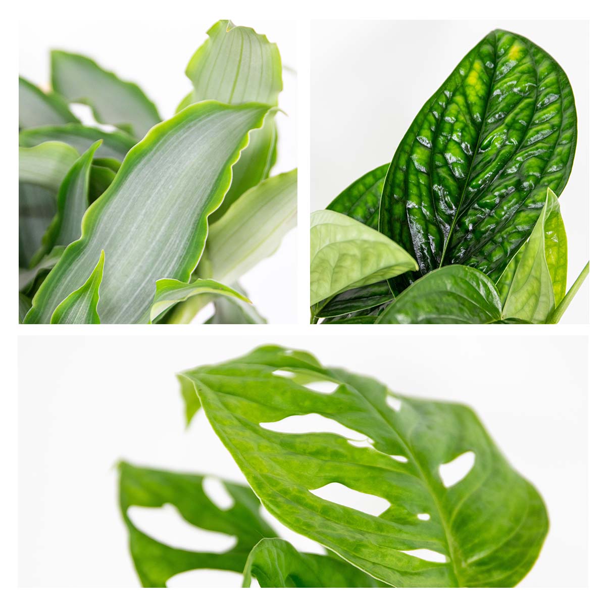 Mélange De 3 Plantes Botaniques – Plante D'Intérieur