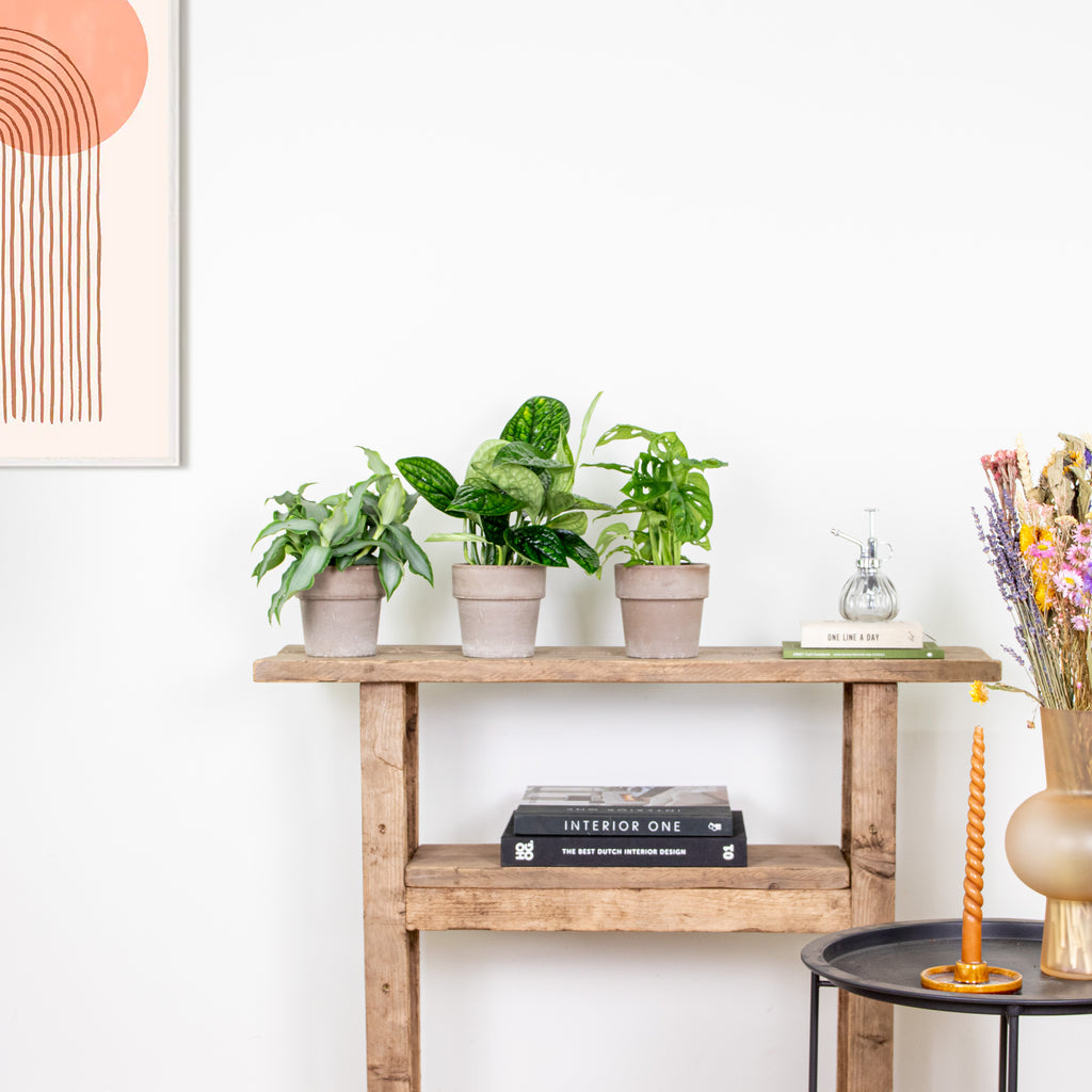 Mélange De 3 Plantes Botaniques – Plante D'Intérieur