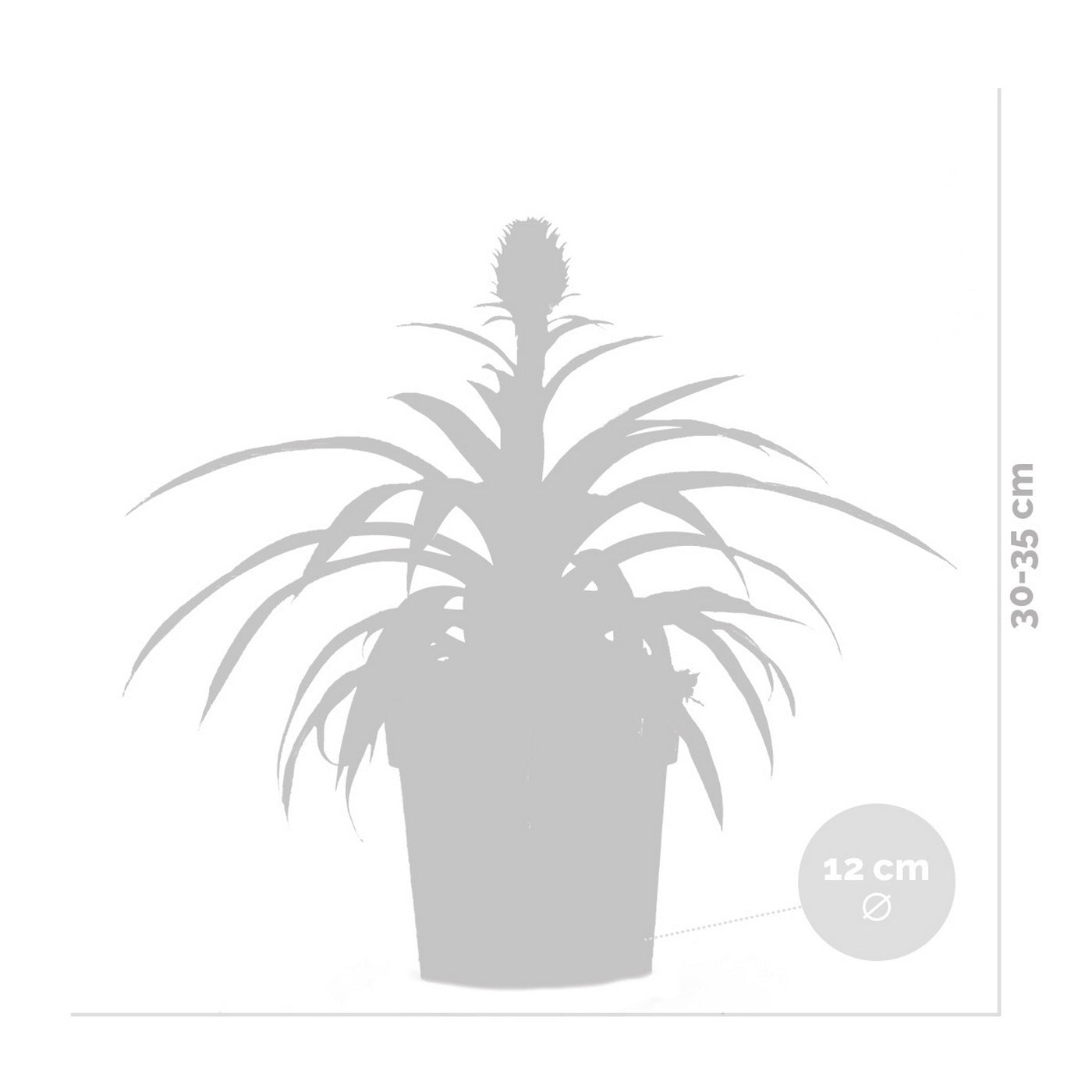 Ananas Mi Amigo – Plante D'Intérieur
