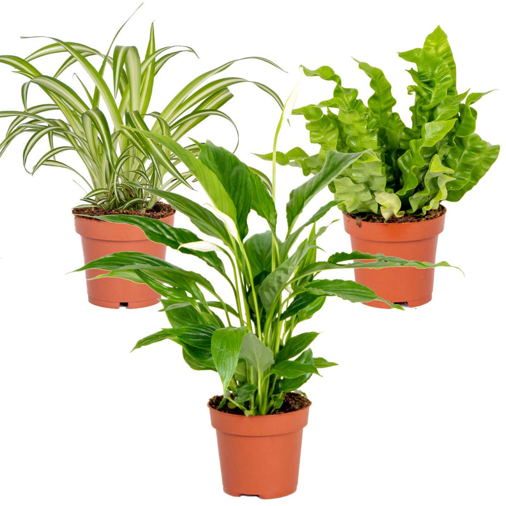 Mélange De 3 Plantes De Salle De Bain – Plante D'Intérieur